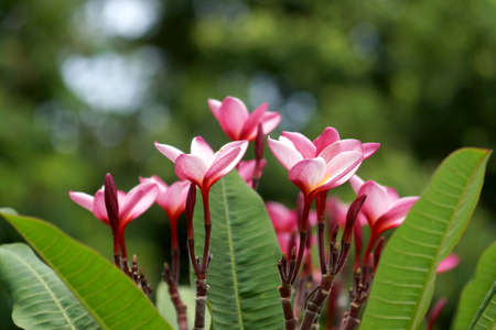 Red Plumeria (frangipani) flowers on tree.の写真素材