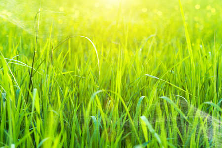 green grass and light.の写真素材