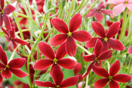 Rangoon creeper flower in garden.の写真素材