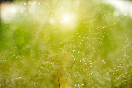 green grass and light.の写真素材