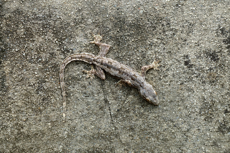 Lizard camouflaged on the wallの写真素材