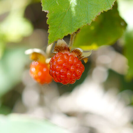 Ripe raspberry in the forest