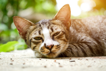 Bengal cat in Sleepingの写真素材