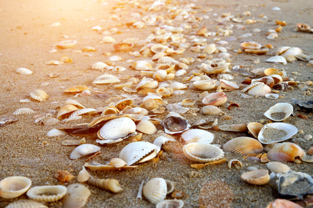 Shells on sandy beach