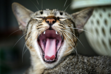Bengal cat.の写真素材