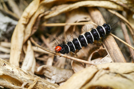 White and black hairy caterpillars.の写真素材