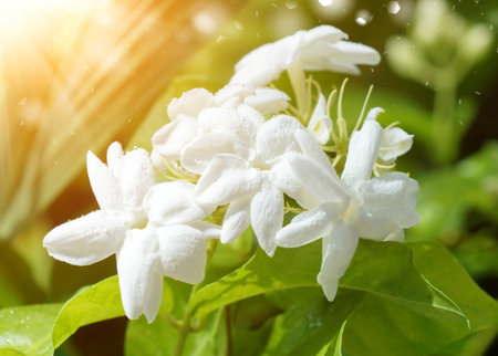 Jasmine blossoming on treeの写真素材