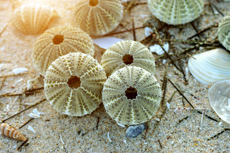 Remains of urchin on the beachの写真素材