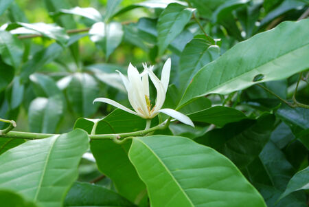 White Champaka on the tree are blooming.の写真素材