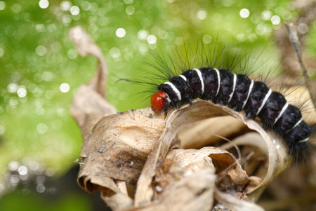 White and black hairy caterpillars.の写真素材