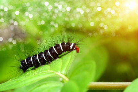 White and black hairy caterpillars.の写真素材