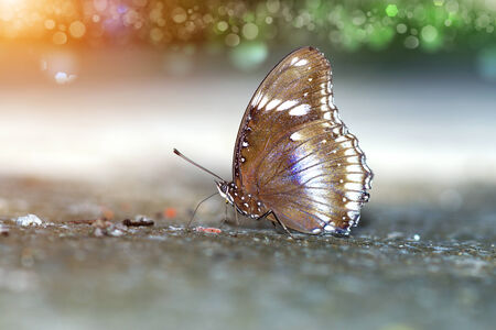 Butterfly feeding on the groundの写真素材