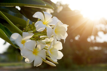 frangipani flower in the morning.の写真素材