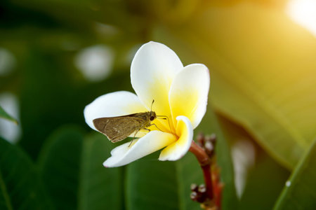 frangipani flower in the morning.の写真素材