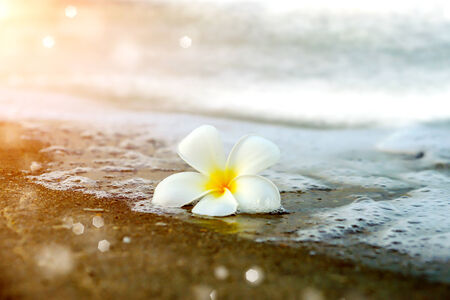 Frangipani flower in the morning on the beach.の写真素材