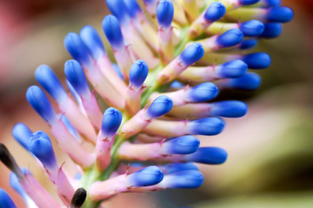 Close up of Bromeliad flower., Ornamental varieties for gardening.の写真素材