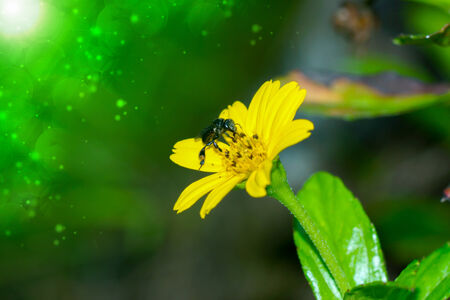 Climbing wedelia, Creeping daisy, Singapore daisyの写真素材