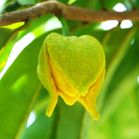 Flower of soursop or prickly custard apple or durian belanda or guanabanas. (Treatment of cancer.)の写真素材