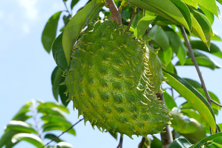 Soursop, Prickly Custard Apple. (Annona muricata L.) Treatment of cancer.の写真素材