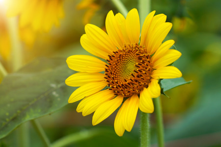 Bright yellow sunflowersの写真素材