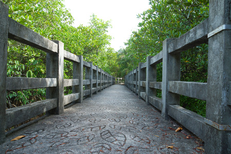 Natural mangrove walkway. Thailand travel.の写真素材