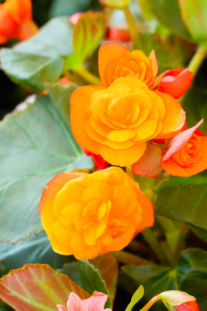 Orange begonia flower.の写真素材