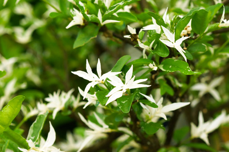 White leaves on treesの写真素材