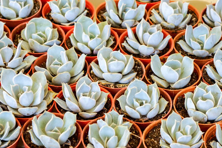 Cactus desert plant.の写真素材