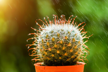 Cactus desert plant.の写真素材