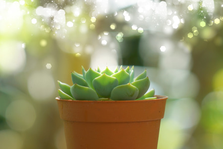 Cactus desert plant.の写真素材