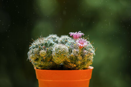 Cactus desert plant.の写真素材