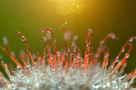 Close up of cactus spinesの写真素材