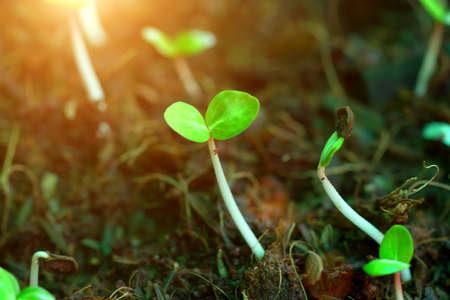 Close-up of green seedling growing out of soilの写真素材
