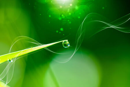 green grass and light.