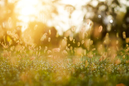 Flower grass in the garden.