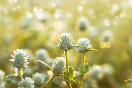 Flower grass in the garden.