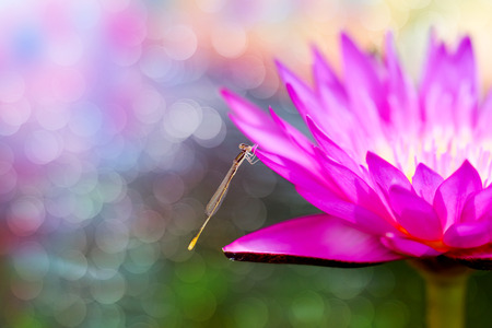 Beautiful waterlily Hybrid flower. (Nymphaca nouchali Burm.f.)の写真素材