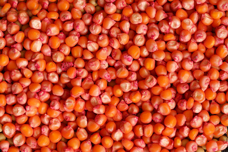 Corn Seeds の写真素材