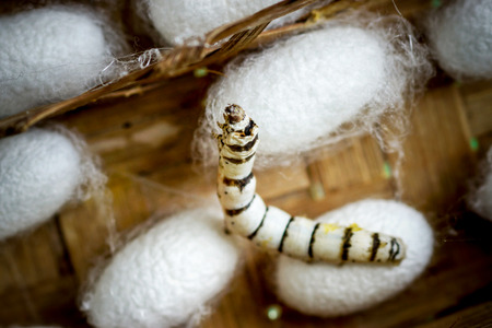 group of silk worm cocoons in nests