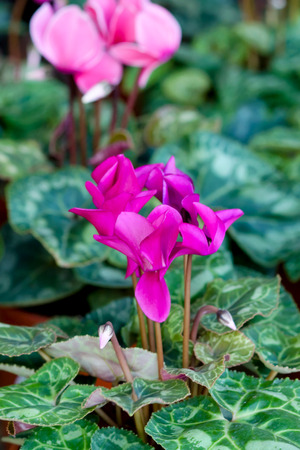 Pink gorgeous cyclamen flowerの写真素材