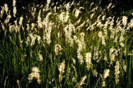 Grass and sunset light