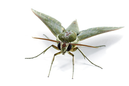 Hawk moth on white .の写真素材