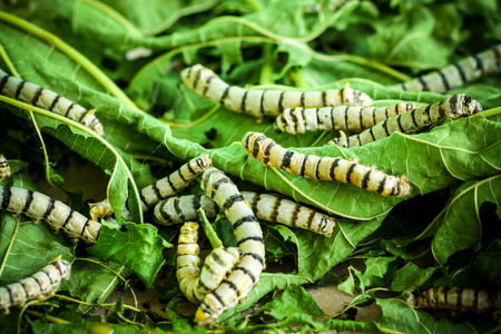 Silk Cocoons with Silk Worm on Green Mulberry Leafの写真素材