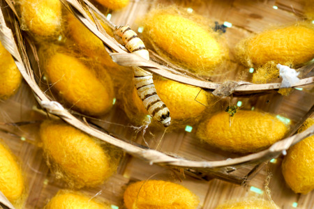 group of silk worm cocoons in nestsの写真素材