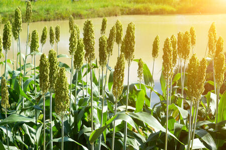 Sorghum or Millet fieldの写真素材