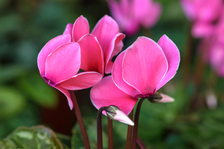 Pink gorgeous cyclamen flowerの写真素材