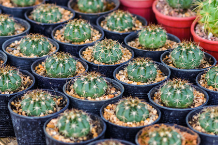 Cactus desert plant.の写真素材