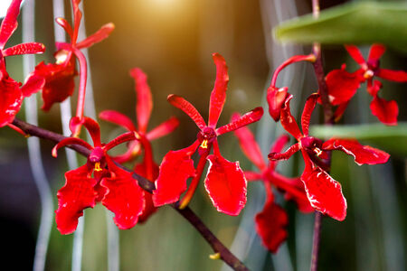 beautiful red orchid flower.の写真素材