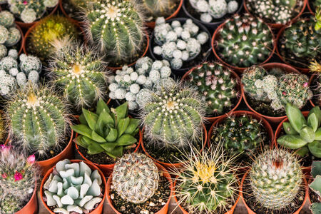 Cactus desert plant.の写真素材