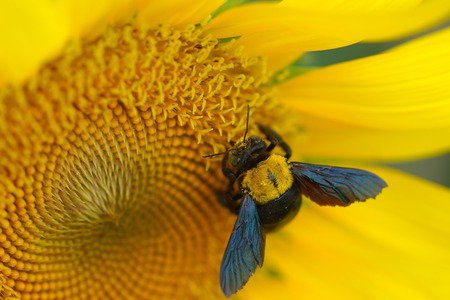 Bright yellow sunflowers and Great Carpenter Bee 
(Xylocopa (Koptortosoma) aruana)の写真素材